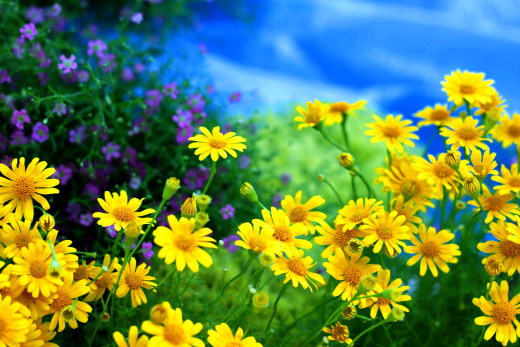 825076 (a): :2592x1728